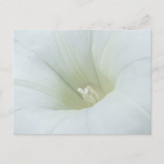 White Flower Briefkaart (Voorkant)