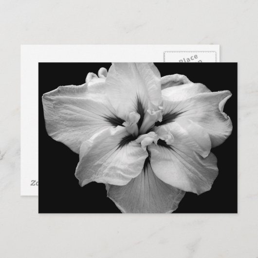 White Flower Briefkaart (Voorkant / Achterkant)