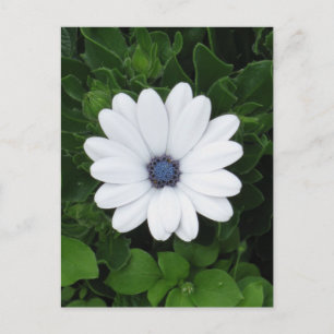 White Flower Custom briefkaart