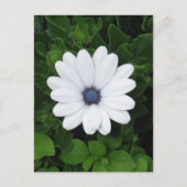 White Flower Custom briefkaart (Voorkant)