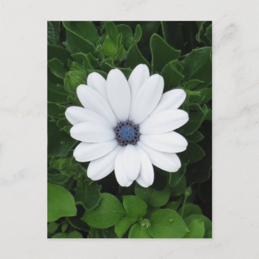 White Flower Custom briefkaart (Voorkant)