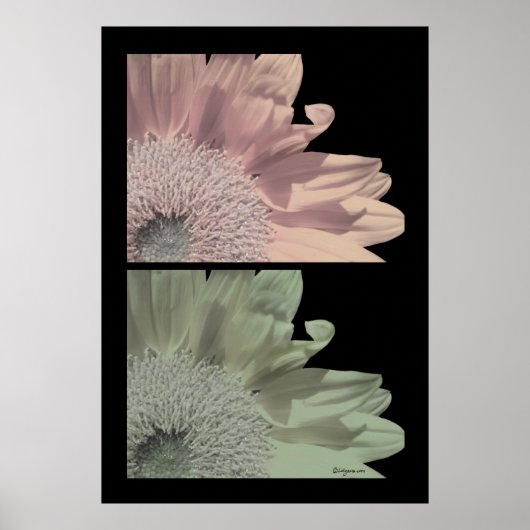 White Flower Flower Poster Print (Voorkant)
