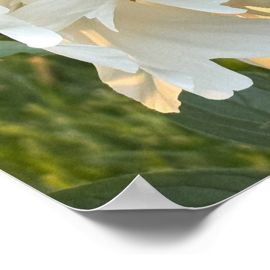 White Flower Foto Poster (Hoek)