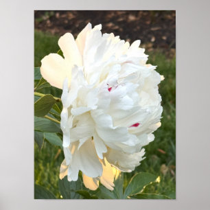 White Flower Foto Poster