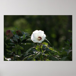 White Flower Foto Poster