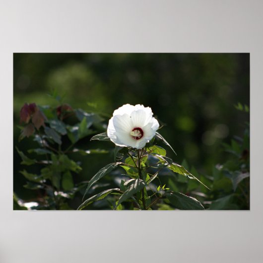 White Flower Foto Poster (Voorkant)