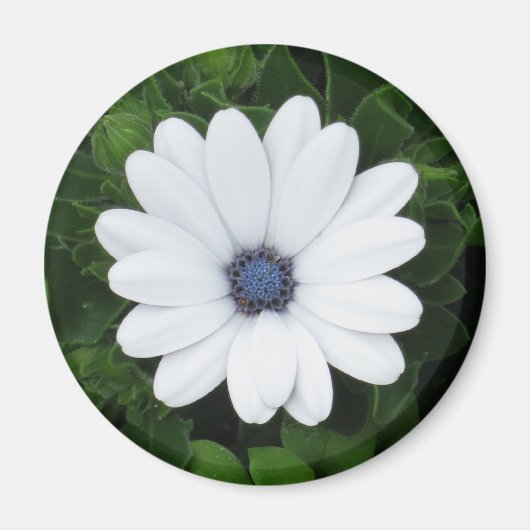 White Flower magnet (Voorkant)