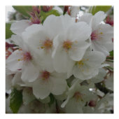 White Flower Poster (Voorkant)