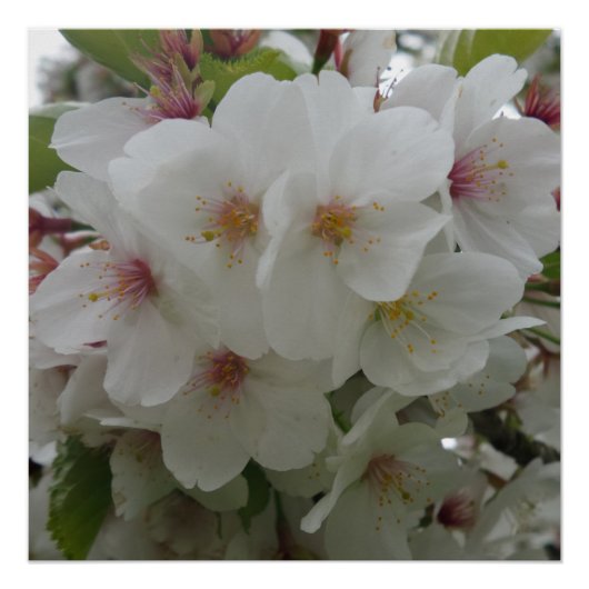 White Flower Poster (Voorkant)