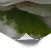 White Flower Poster (Hoek)