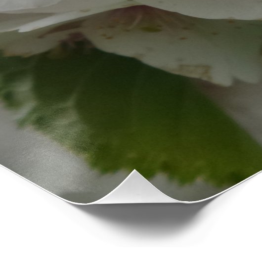 White Flower Poster (Hoek)