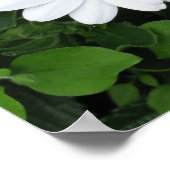 White Flower poster (Hoek)