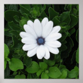 White Flower poster (Voorkant)