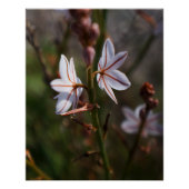 White Flower Poster (Voorkant)