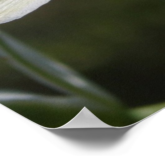 White Flower Poster (Hoek)