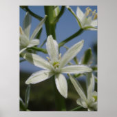 White Flower Poster (Voorkant)