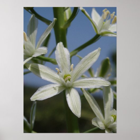 White Flower Poster (Voorkant)