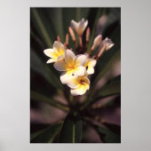 White Flower Poster Paper (Matte) (Voorkant)