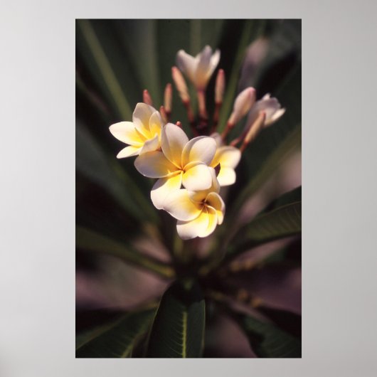 White Flower Poster Paper (Matte) (Voorkant)