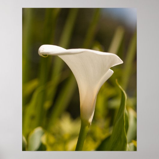 White Flower Poster Paper (Matte) (Voorkant)