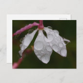 White Flower Raindrops Briefkaart (Voorkant / Achterkant)