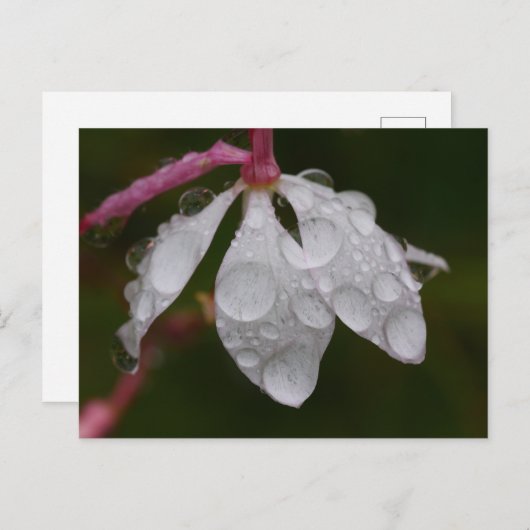 White Flower Raindrops Briefkaart (Voorkant / Achterkant)