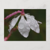 White Flower Raindrops Briefkaart (Voorkant)