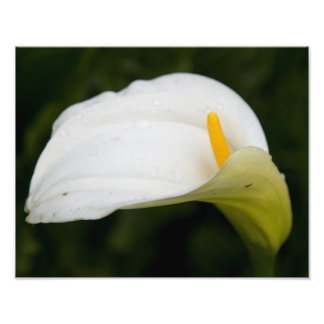 White Flower Satin Photo Enlaring Foto Afdruk