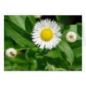 White Flower Weed (Voorkant Horizontaal)