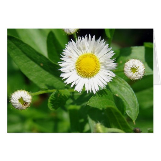 White Flower Weed (Voorkant Horizontaal)