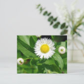 White Flower Weed Briefkaart (Staand voorkant)