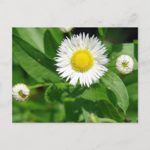 White Flower Weed Briefkaart