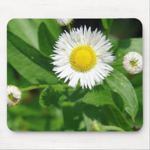 White Flower Weed Muismat