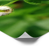 White Flower Weed Poster (Hoek)