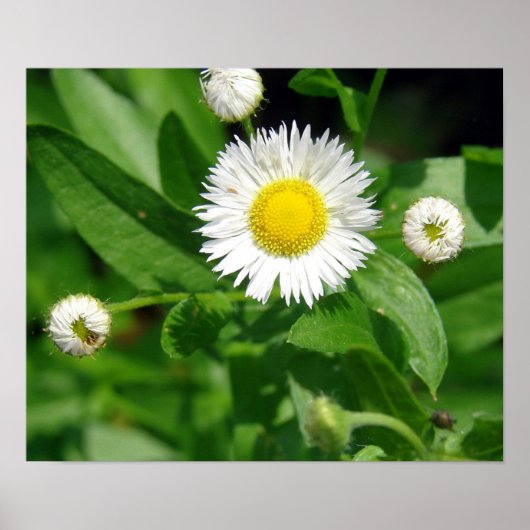 White Flower Weed Poster (Voorkant)