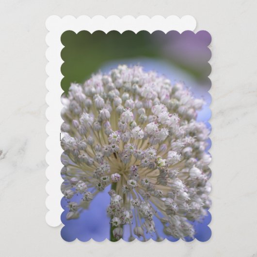 White Flowering Allium Kaart (Voorkant / Achterkant)