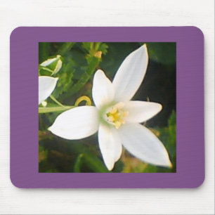 White Flowering Bloom Muismat