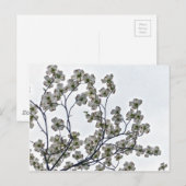 White Flowering Dogwood Briefkaart (Voorkant / Achterkant)
