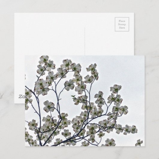 White Flowering Dogwood Briefkaart (Voorkant / Achterkant)