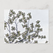 White Flowering Dogwood Briefkaart (Voorkant)