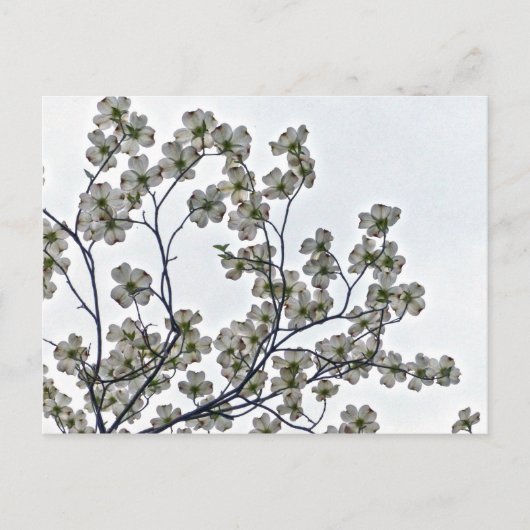 White Flowering Dogwood Briefkaart (Voorkant)