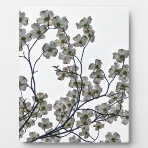 White Flowering Dogwood Fotoplaat