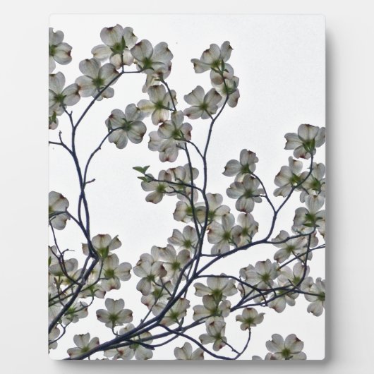 White Flowering Dogwood Fotoplaat (Voorkant)