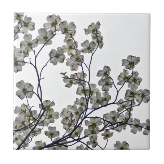 White Flowering Dogwood Tegeltje (Voorkant)