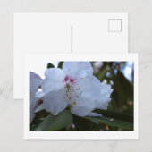 White Flowers Briefkaart (Voorkant / Achterkant)