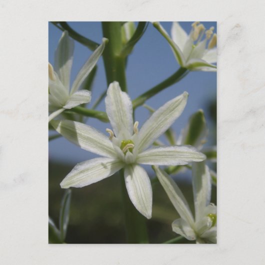 White Flowers Briefkaart (Voorkant)