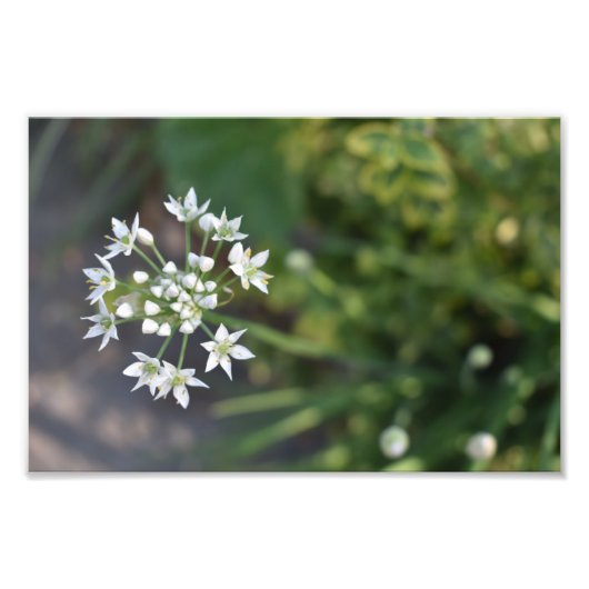 White Flowers Delicate Floral Blossom Natuur Foto Afdruk (Voorkant)