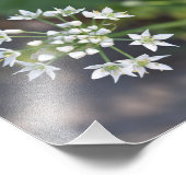 White Flowers Delicate Floral Blossom Natuur Foto Afdruk (Hoek)