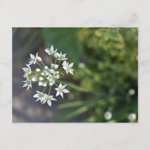 White Flowers Delicate Floral Blossom Natuur Foto Briefkaart