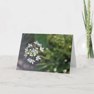 White Flowers Delicate Floral Blossom Natuur Foto Kaart